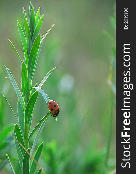 ladybird on grass.