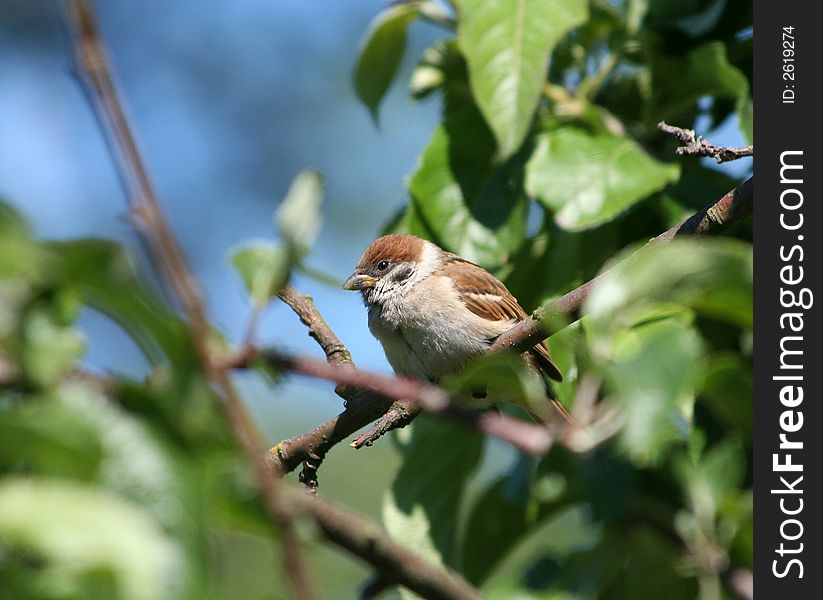 Sparrow who sits on a branch of a tree.