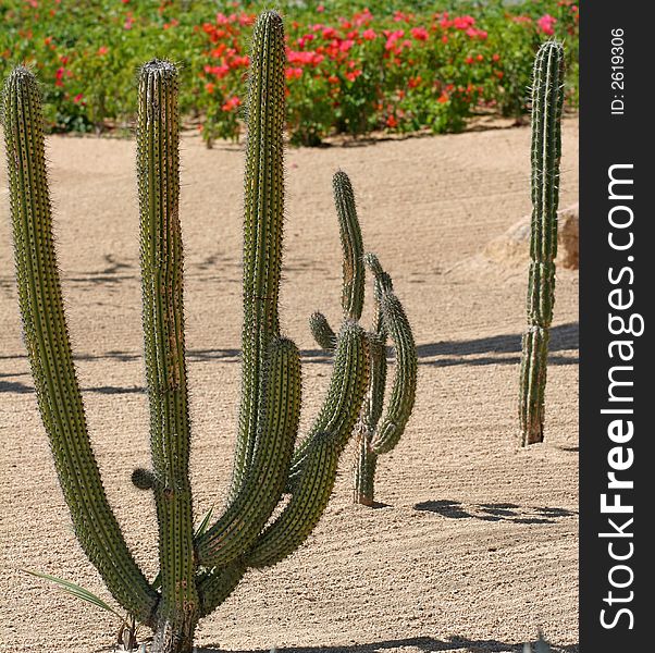 A well kept cactus garden in a tropical setting