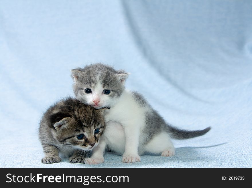 Two little kittens at the age of three weeks at bluish background. Two little kittens at the age of three weeks at bluish background.