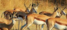 Gazelle Family Of Sisters - Springbuck Stock Photos