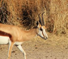 Gazelle Architectured Horns - Springbuck Royalty Free Stock Image