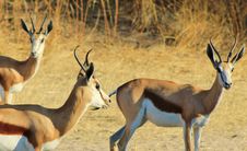 Super Curl - Springbuck Royalty Free Stock Images