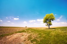 Alone Tree Stock Photo Alone Tree Stock Photo