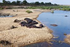 Hippos Resting At River S Edge Royalty Free Stock Photo