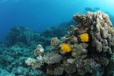 Fish On Tropical Coral Reef Royalty Free Stock Images Fish On Tropical Coral Reef Royalty Free Stock Images