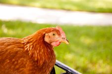 Red Chicken Stock Photos Red Chicken Stock Photos