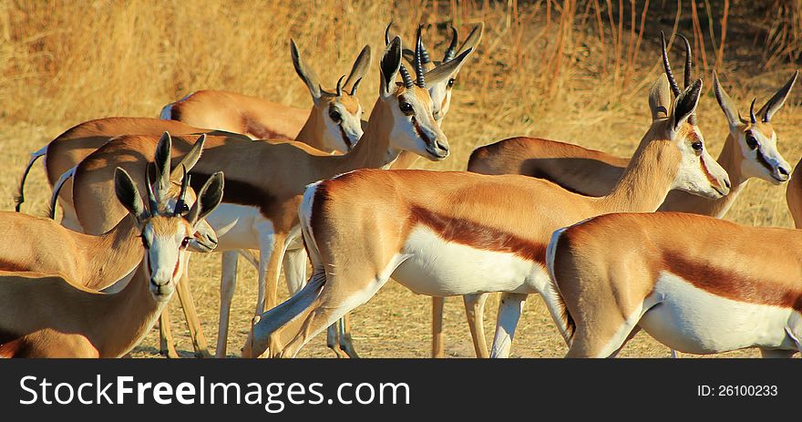 Springbuck herd at sunset - photo taken on a game ranch in Namibia, Africa. Springbuck herd at sunset - photo taken on a game ranch in Namibia, Africa.