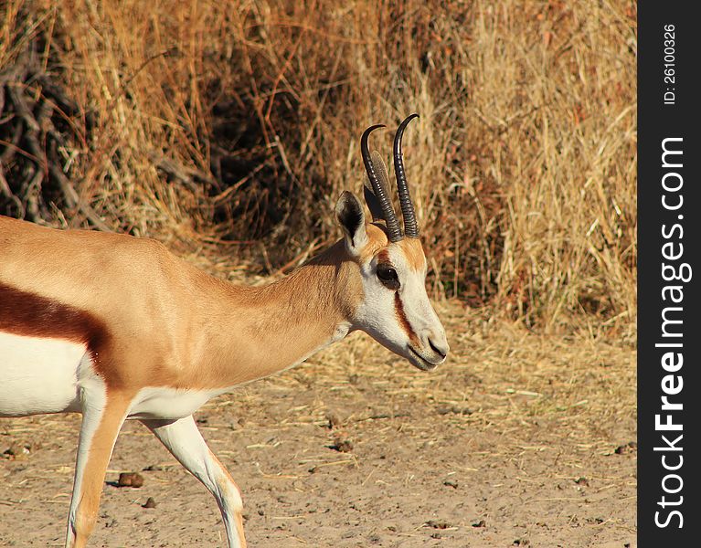 Gazelle Architectured Horns - Springbuck