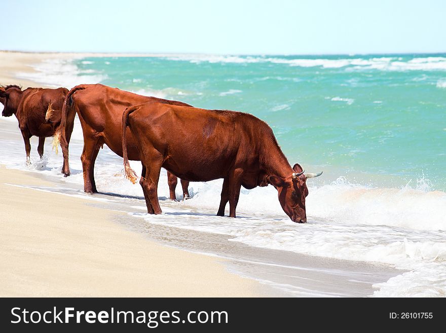 Cows drinking water from sea