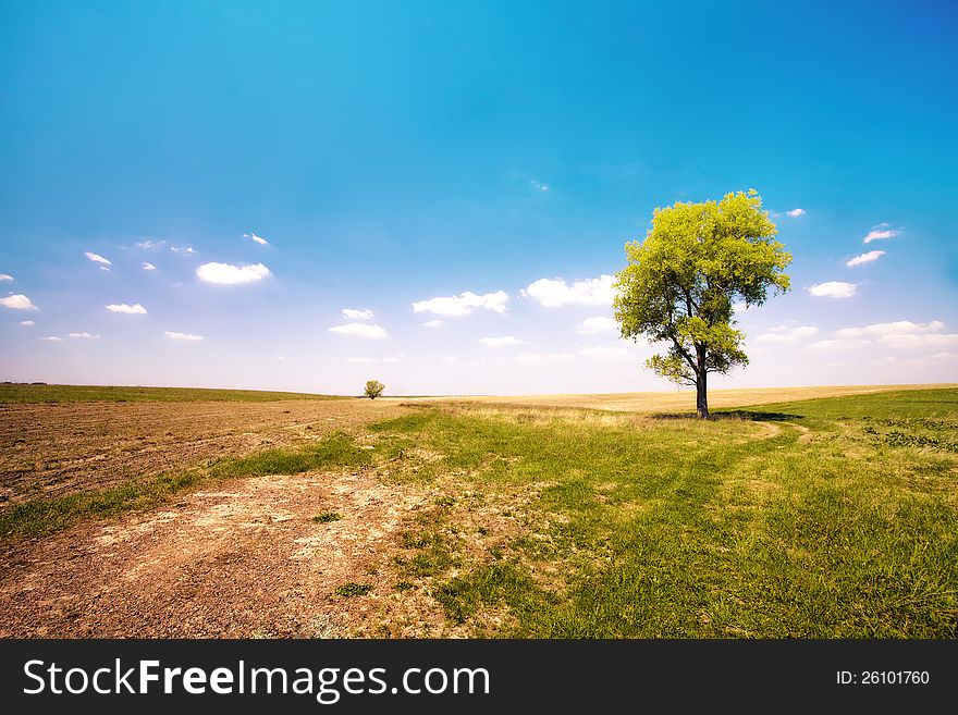 Alone tree in the uncultivated field