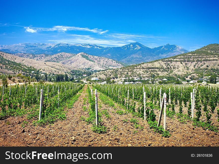 Beautiful valley of vineyards near mountains. Beautiful valley of vineyards near mountains