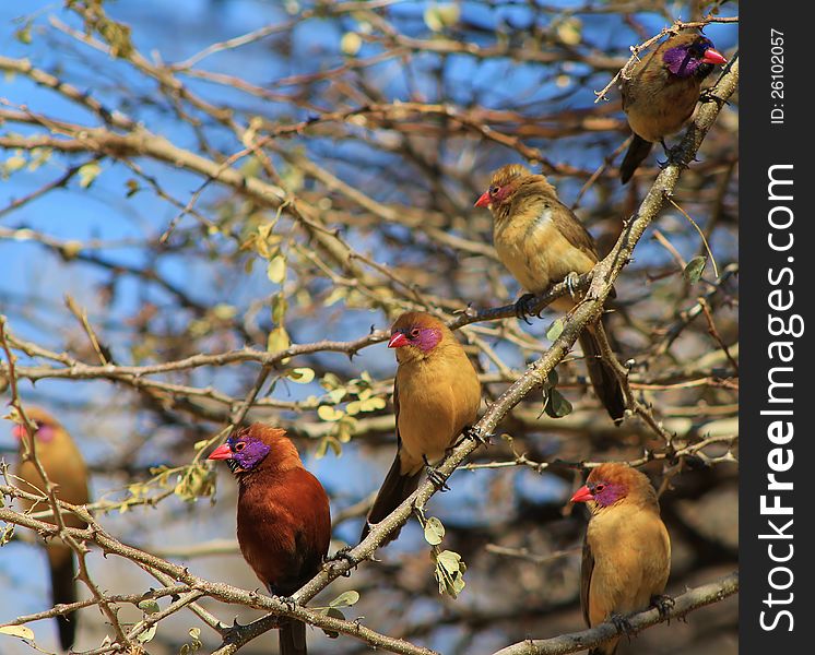 A male Violeteared Waxbill sitting in a thornbush, surrounded by females of same species, in Namibia, Africa. A male Violeteared Waxbill sitting in a thornbush, surrounded by females of same species, in Namibia, Africa.