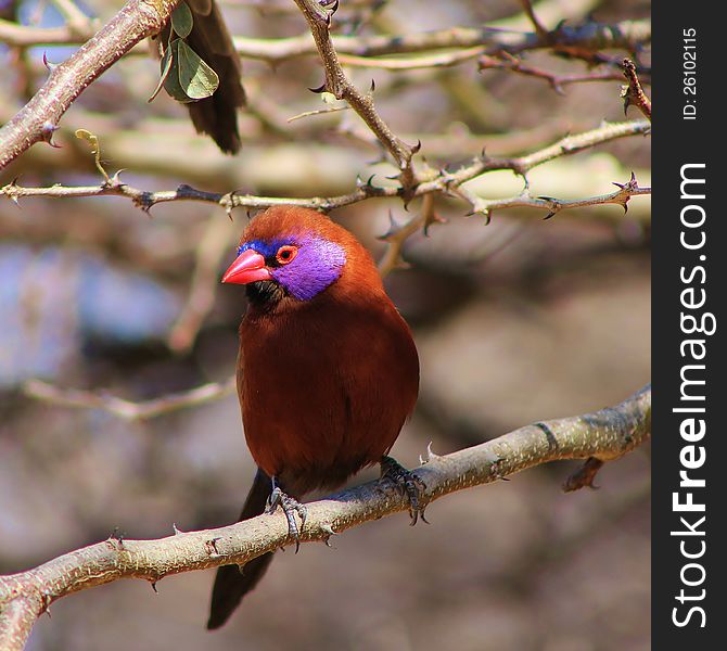 A male Violeteared Waxbill sitting in a thornbush in Namibia, Africa. A male Violeteared Waxbill sitting in a thornbush in Namibia, Africa.