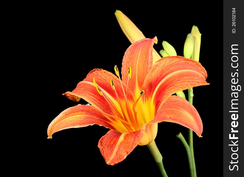 Orange daylily, Hererocallis fulva, isolated on black