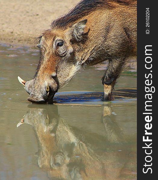 Adult Warthog drinking water on a game ranch in Namibia, Africa. Adult Warthog drinking water on a game ranch in Namibia, Africa.