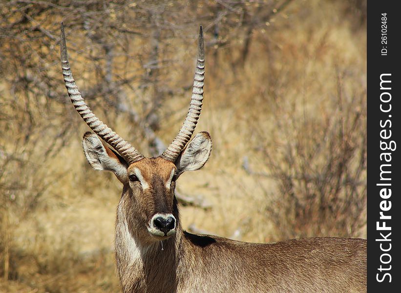 Waterbuck bull stare.  Photo taken on a game ranch in Namibia, Africa. Waterbuck bull stare.  Photo taken on a game ranch in Namibia, Africa.