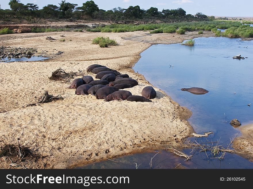 A herd of hippos resting on the sand at the edge of a river in South Africa. A herd of hippos resting on the sand at the edge of a river in South Africa.