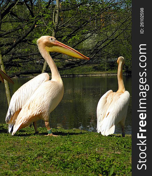 Two pelicans in the zoo park