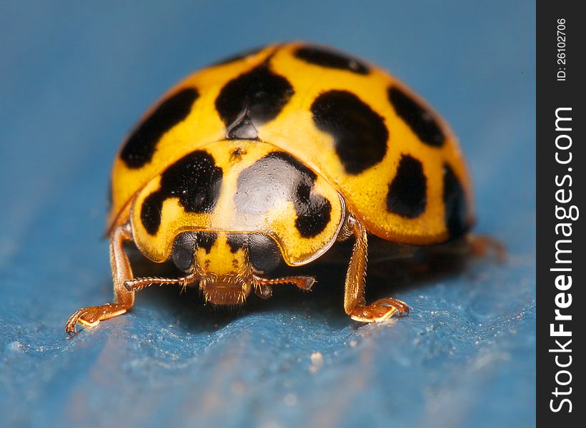 Ladybug On Blue