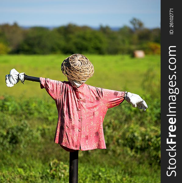 A scarecrow in a vegetabe garden, with faded red shirt. A scarecrow in a vegetabe garden, with faded red shirt
