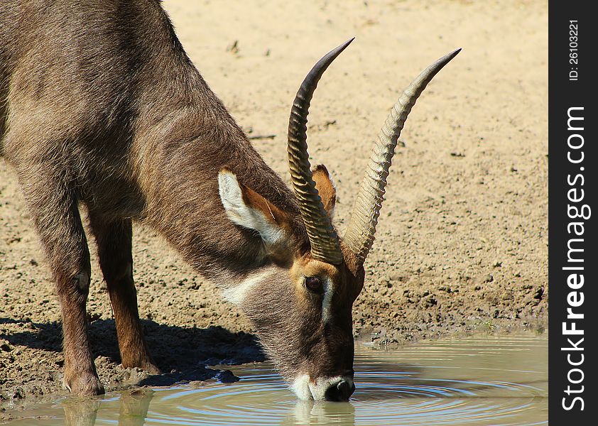 Waterbuck bull drinking water. Photo taken on a game ranch in Namibia, Africa. Waterbuck bull drinking water. Photo taken on a game ranch in Namibia, Africa.