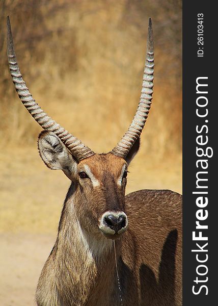 Waterbuck bull stare.  Photo taken on a game ranch in Namibia, Africa. Waterbuck bull stare.  Photo taken on a game ranch in Namibia, Africa.