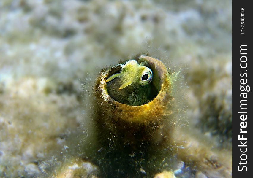 Coral fish of the Red Sea from the family Blennidae - Lance Blenny (Aspidontus dussumieri). Coral fish of the Red Sea from the family Blennidae - Lance Blenny (Aspidontus dussumieri)