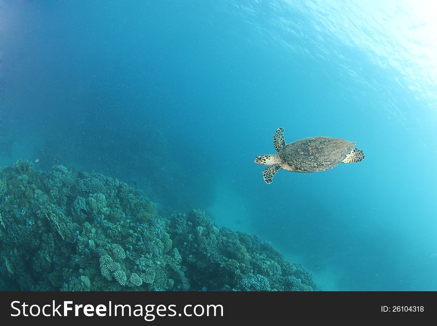 Hawksbill turtle (Eretmochelys imbricata) swimming on a reef in the Red Sea. They are very graceful animals and if you stay calm you can approach quite close. Hawksbill turtle (Eretmochelys imbricata) swimming on a reef in the Red Sea. They are very graceful animals and if you stay calm you can approach quite close.