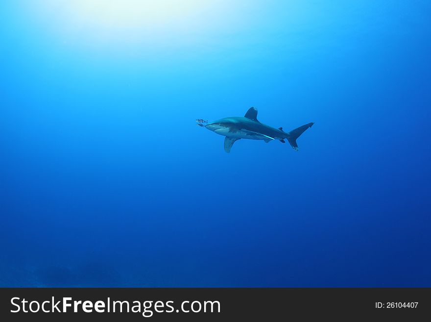 Oceanic White Tip shark (Carcharinus longimanus) in the Red Sea. These large predators come very close to investigate divers. Oceanic White Tip shark (Carcharinus longimanus) in the Red Sea. These large predators come very close to investigate divers.