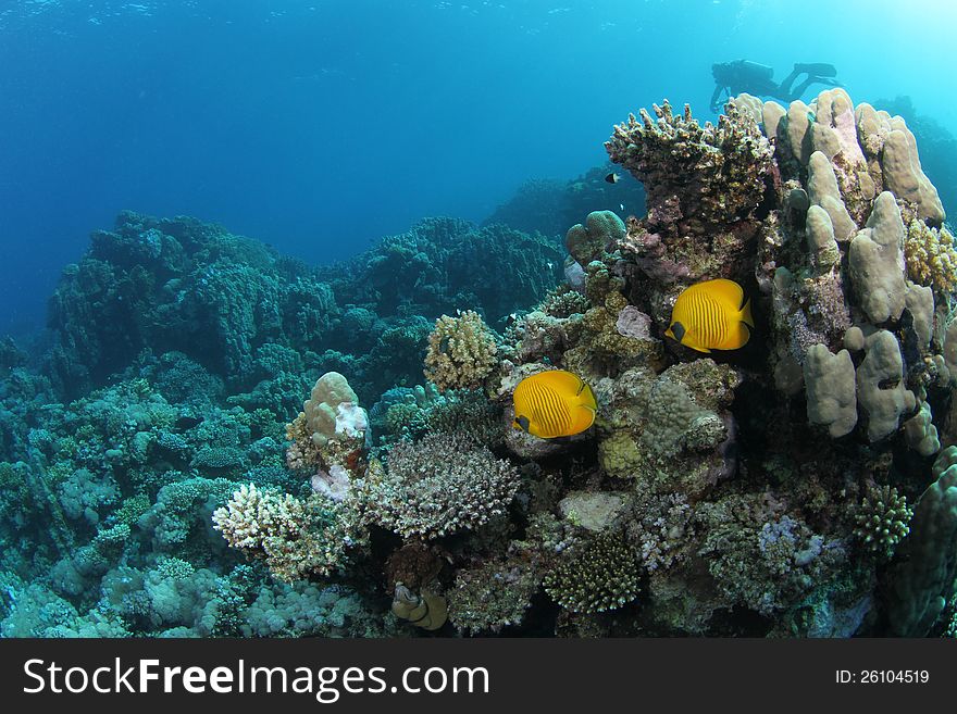 Two butterflyfish on a tropical coral reef in the Red Sea with a diver in the background. Two butterflyfish on a tropical coral reef in the Red Sea with a diver in the background.