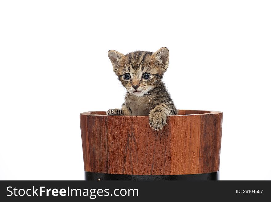Kitten in wooden bucket on white background