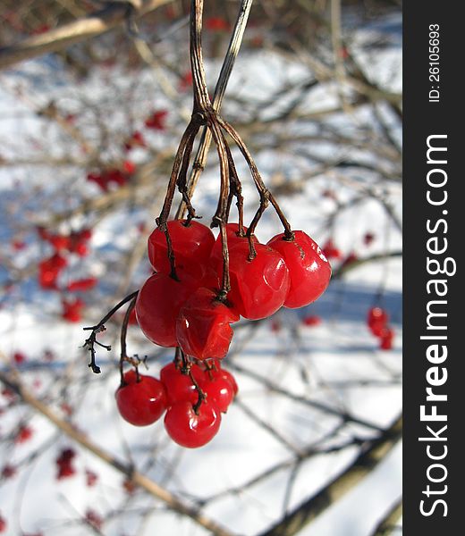 Bunches of red guelder-rose on a bush on a background of a snow