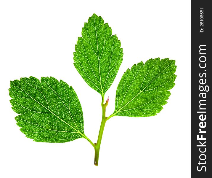 Tree raspberry leaves isolated on a white background