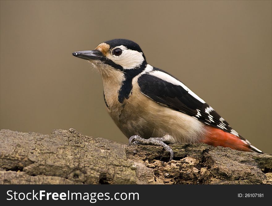 Colorful woodpecker sitting on the branch