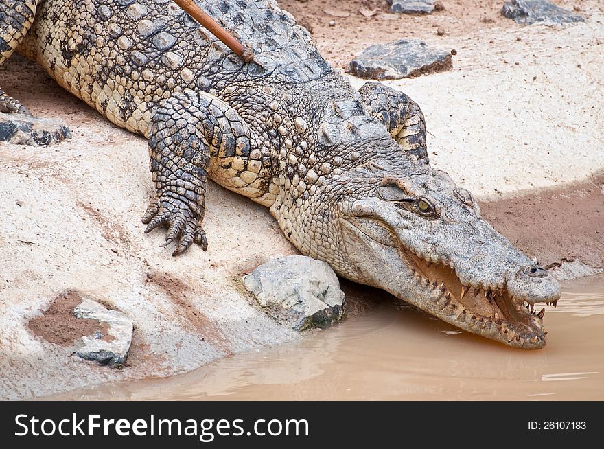 A fresh water crocodile on land