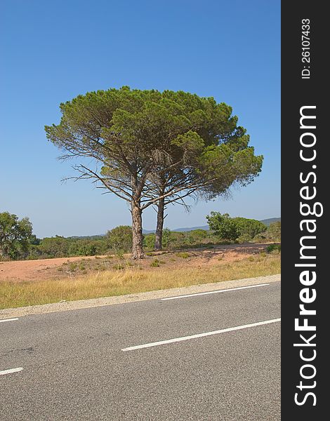 The asphalt road and alone pine tree. The typical Mediterranean landscape. (Provence, France)