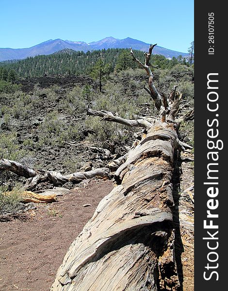 Taken in Sunset Crater Volcano National Park, Arizona, USA Show a falen tree with a twisted bark and the San Francicso Peaks in the back ground. Taken in Sunset Crater Volcano National Park, Arizona, USA Show a falen tree with a twisted bark and the San Francicso Peaks in the back ground.