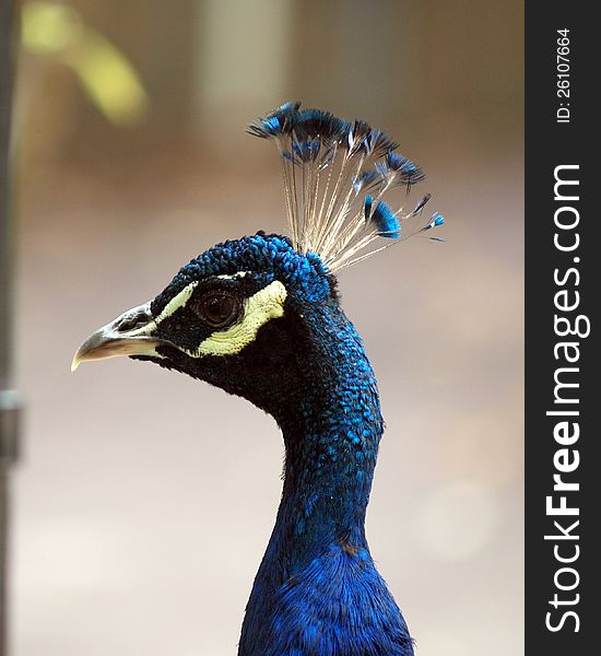 Profile of a bright blue peacock