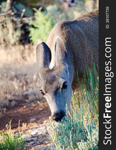 Mule deer eating grass in a meadow