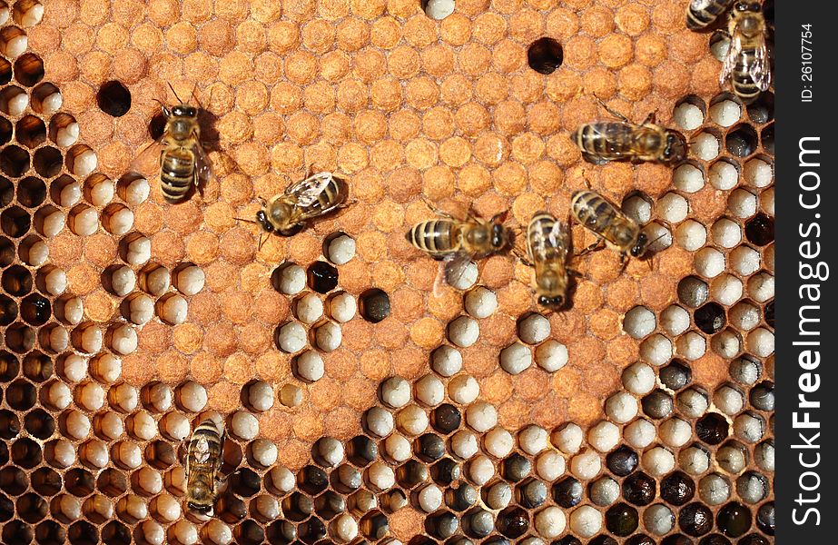 Bees take care of the larvae - their new generation. Bees take care of the larvae - their new generation.