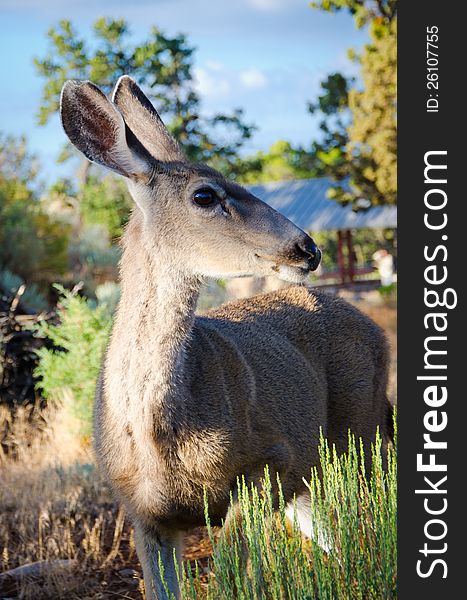 Profile of mule deer with large ears and eyes in a park. Profile of mule deer with large ears and eyes in a park.