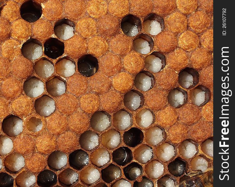 Larvae and cocoons of bees