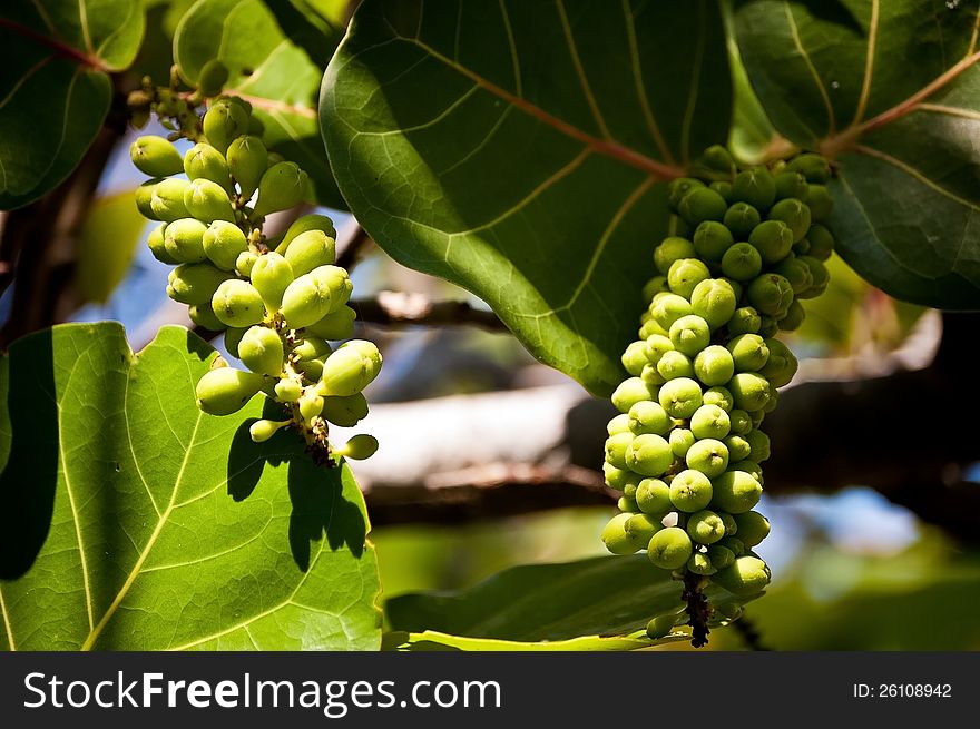 Sea grapes growing on the florida shore.