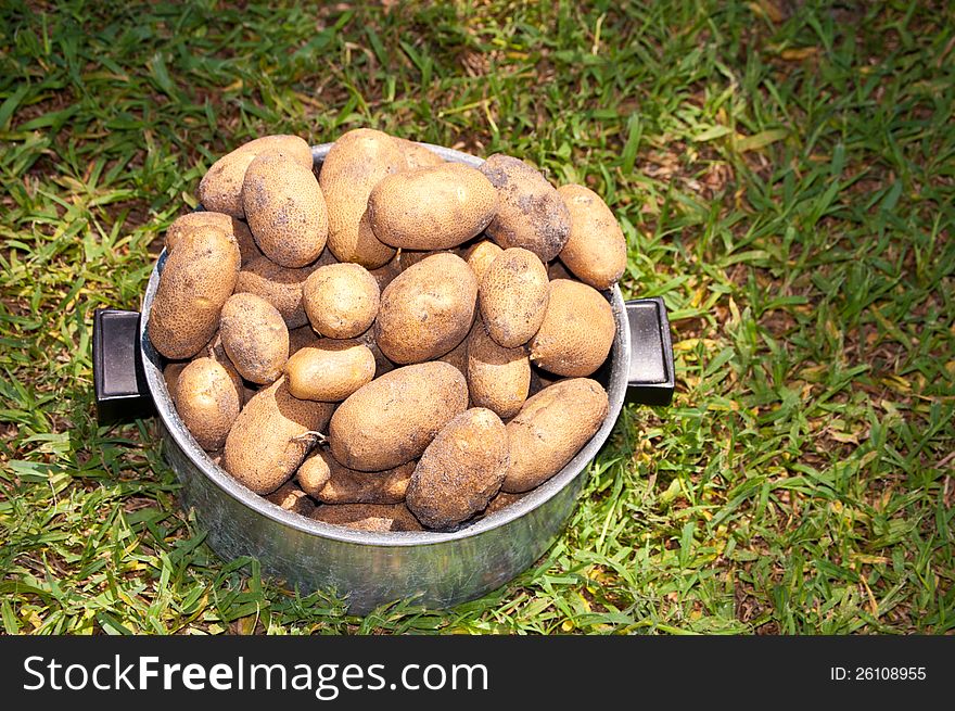 Fresh potatoes