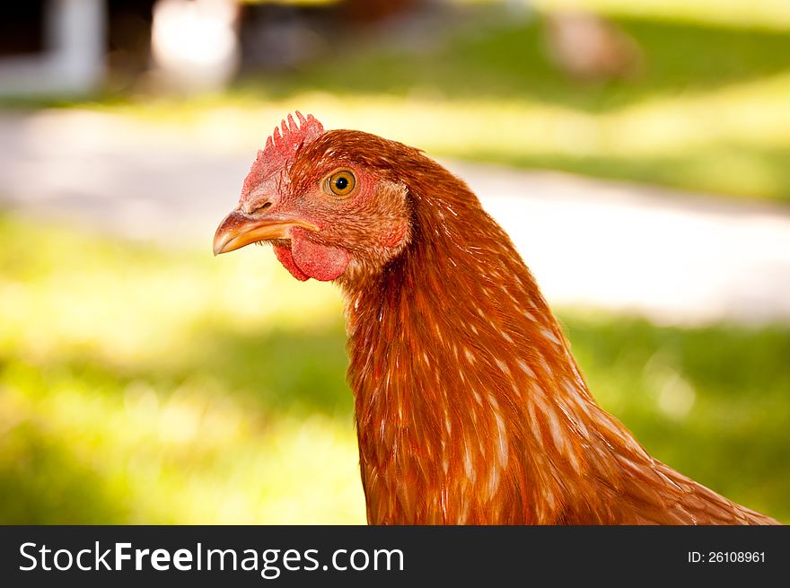 Young chicken in a backyard. Young chicken in a backyard.