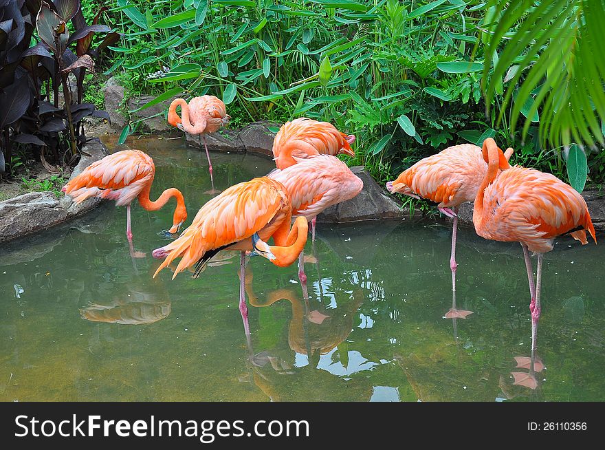 Red bird in the lake,Zoo. Red bird in the lake,Zoo.