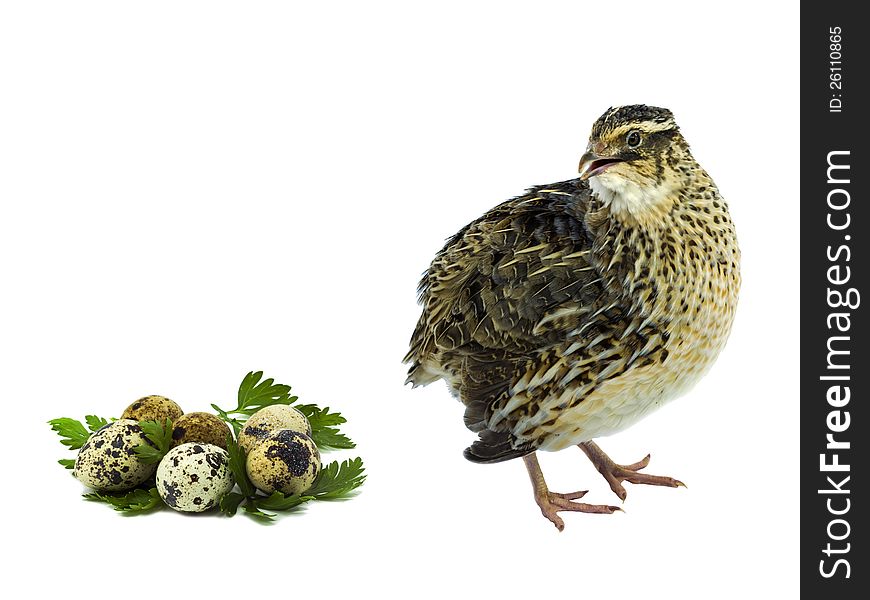 Adult female of quail with its eggs and greens. Adult female of quail with its eggs and greens