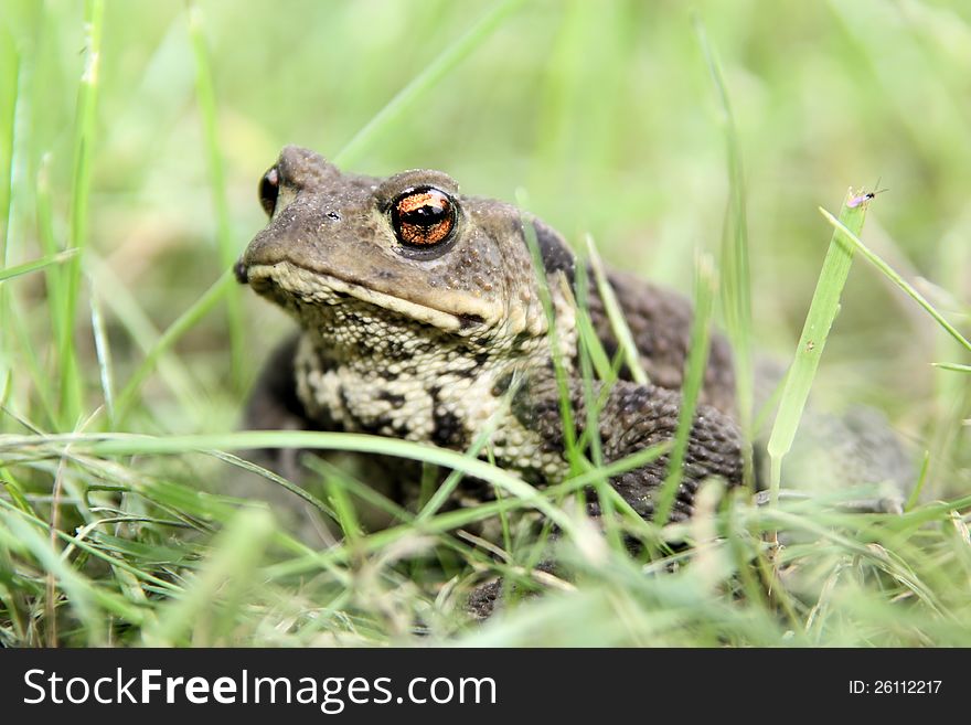 Young toad (bufo bufo) on a meadow