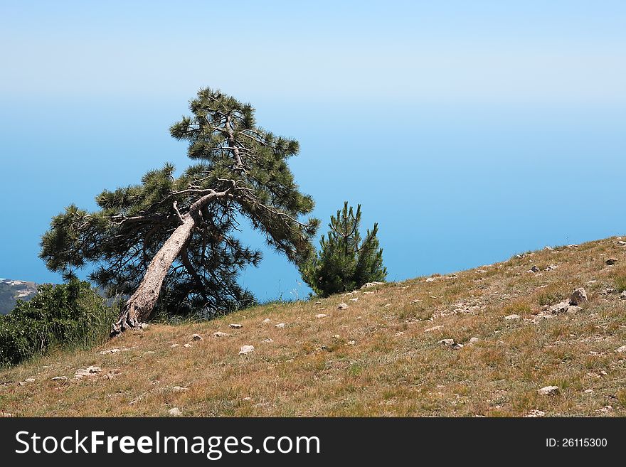 Crooked pine on mountain peak against blue sky and sea